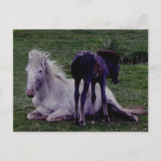Postal Dartmoor Pony Gray Mare descansando en pie de inmo