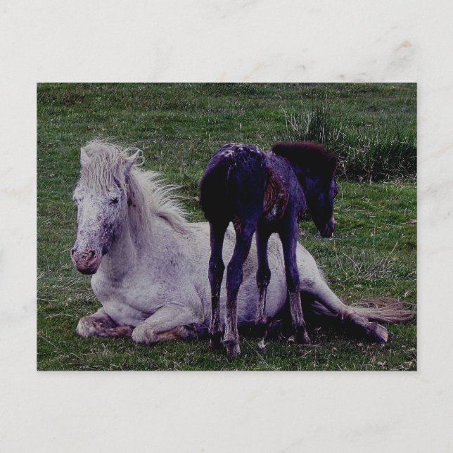 Postal Dartmoor Pony Gray Mare descansando en pie de inmo (Anverso)
