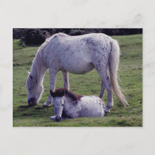 Postal Dartmoor Pony Gray Mare Grazeing Footing Resting