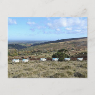 Postal Dartmoor Sheep