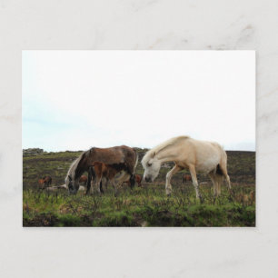 Postal Dartmoor Wild Ponies