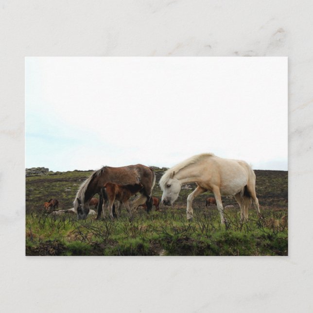 Postal Dartmoor Wild Ponies (Anverso)
