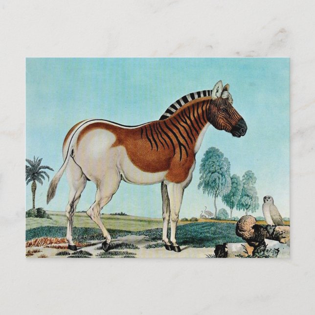 Postal Das Steppenzebra o El Quagga (1882) (Anverso)