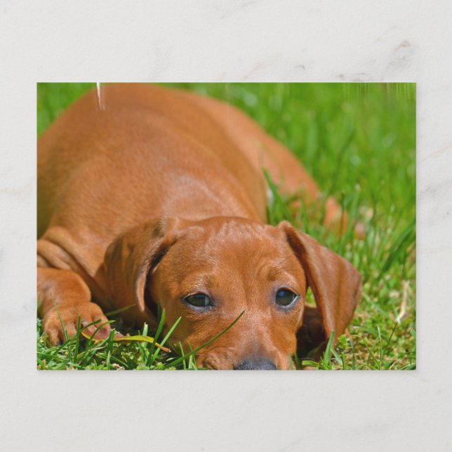 Postal Daschund Dleeping (Anverso)