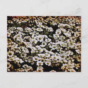 Postal Dasies Floral mejorada