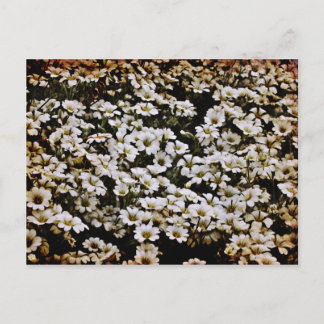 Postal Dasies Floral mejorada