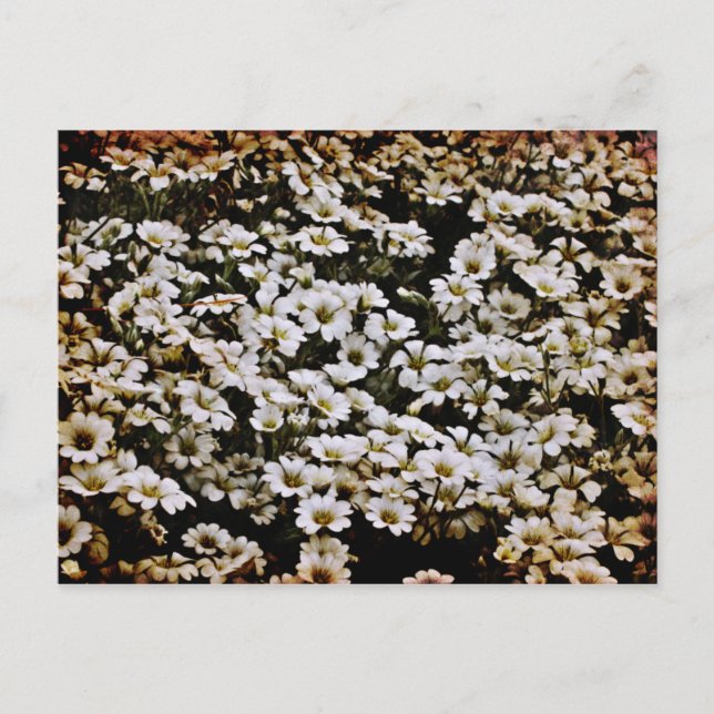 Postal Dasies Floral mejorada (Anverso)