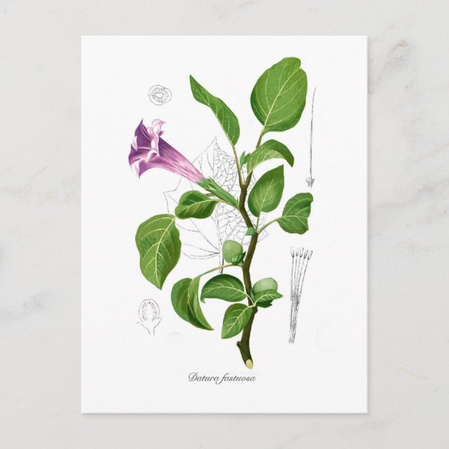 Postal Datura fastuosa (Anverso)
