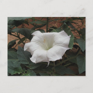 Postal Datura sagrada