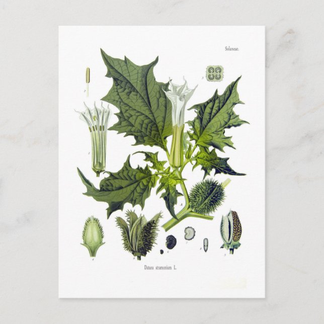 Postal Datura stramoniana (Anverso)