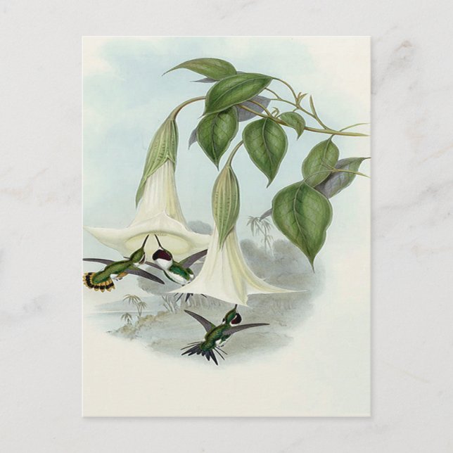 Postal Datura y Hummingbird (Anverso)