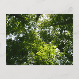 Postal Dawn Redwood Canopy