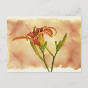 Postal Daylilies - Hemerocallis