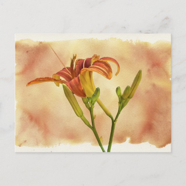 Postal Daylilies - Hemerocallis (Anverso)