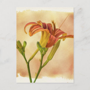 Postal Daylilies - Hemerocallis
