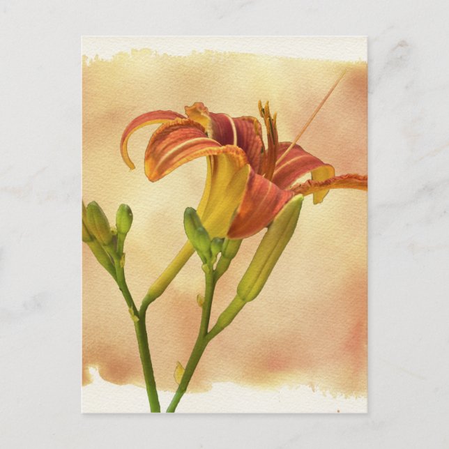 Postal Daylilies - Hemerocallis (Anverso)