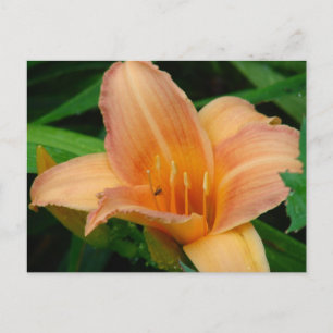 Postal Daylily