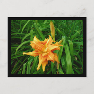 Postal Daylily