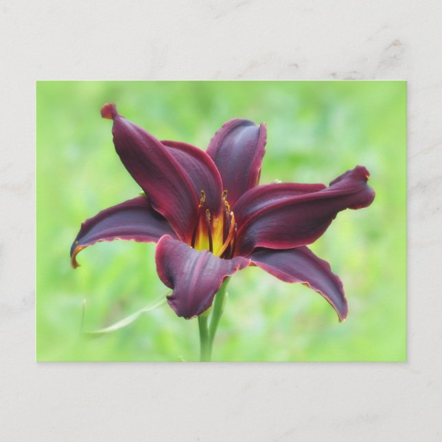 Postal Daylily de la Revolución Americana (Anverso)