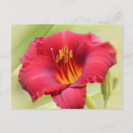 Postal Daylily de Zinger