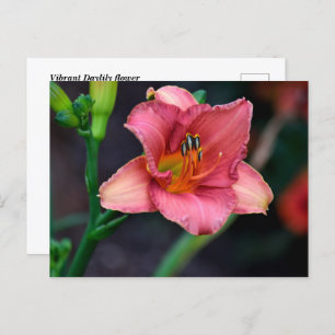 Postal Daylily Flower
