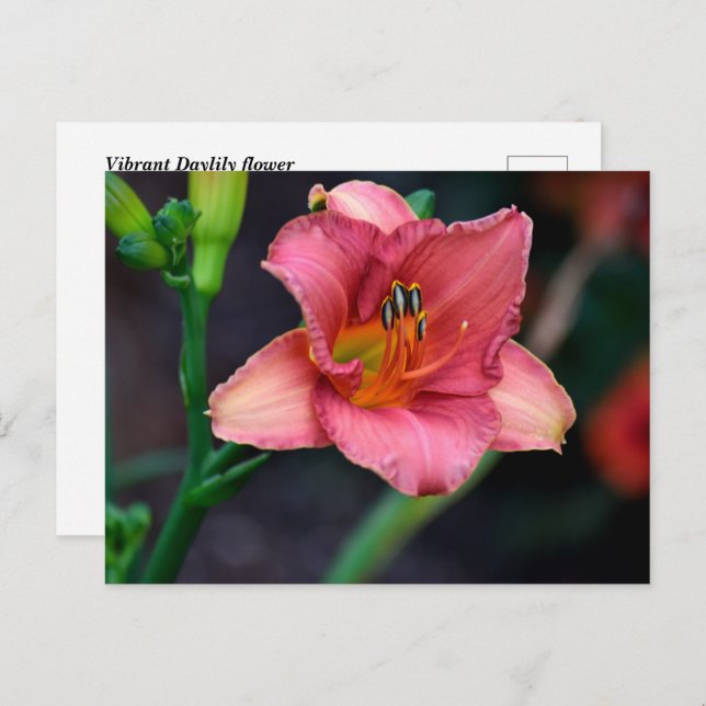 Postal Daylily Flower (Anverso / Reverso)