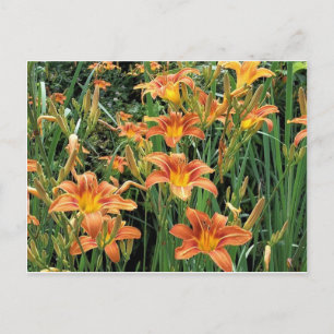 Postal Daylily Garden / Naranja Lily Flowers Fotografía