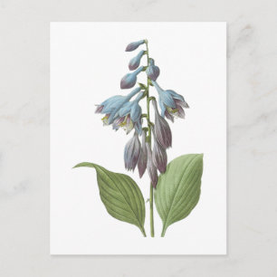 Postal daylily (Hemerocallis caerulea) por Redouté