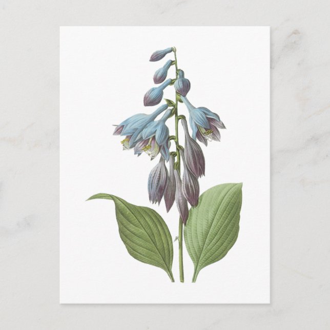 Postal daylily (Hemerocallis caerulea) por Redouté (Anverso)