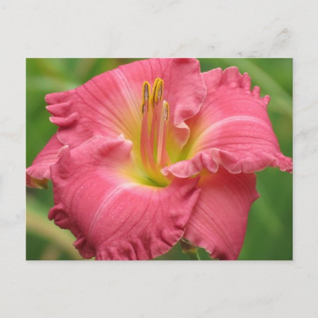 Postal Daylily Pink (Anverso)