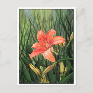 Postal Daylily Postcard