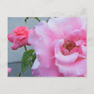 Postal de 2 Rosas