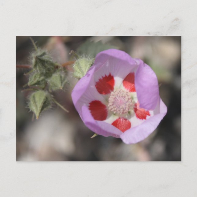 Postal de 5 puntos del desierto (Anverso)