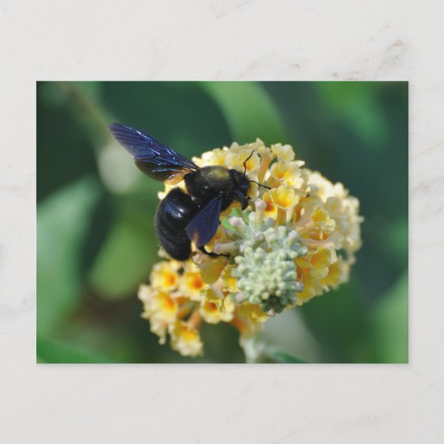 postal de abeja violeta de carpintero (Anverso)