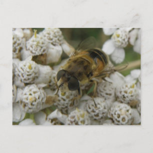 Postal de abejas y flores