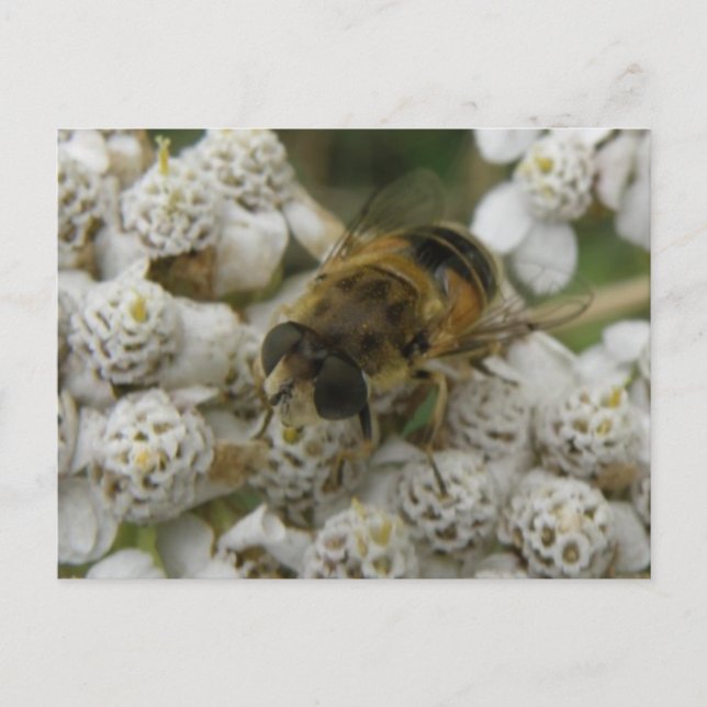 Postal de abejas y flores (Anverso)