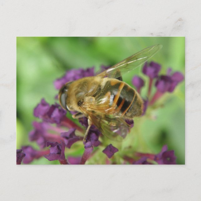 Postal de abejas y flores moradas (Anverso)