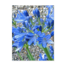 Postal de Agapanthus