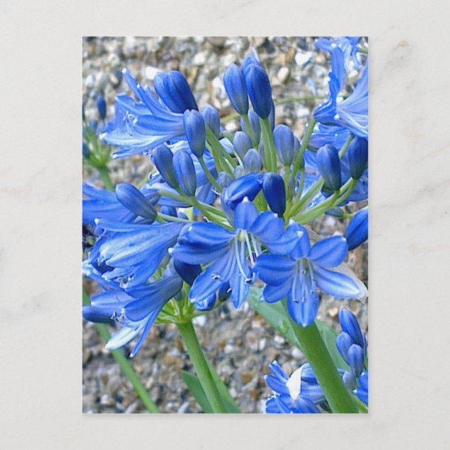 Postal de Agapanthus (Anverso)