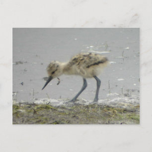 Postal de aguacate estadounidense