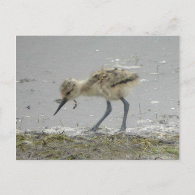 Postal de aguacate estadounidense (Anverso)