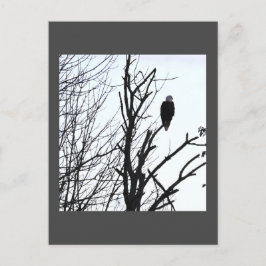 Postal de águila calva