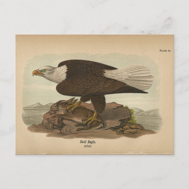 Postal de águila calva de 1890 (Anverso)