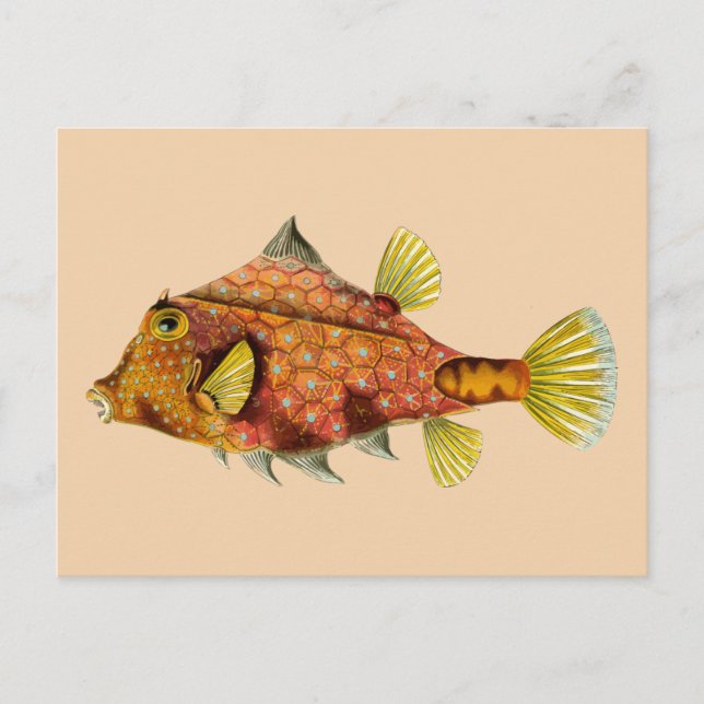 postal de ajuste de pescado (Anverso)