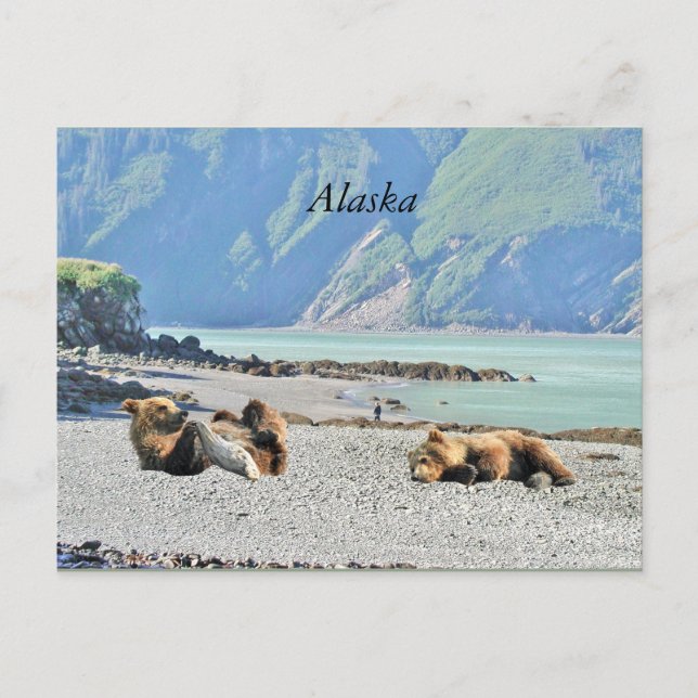 Postal de Alaska con oseznos grizzis (Anverso)