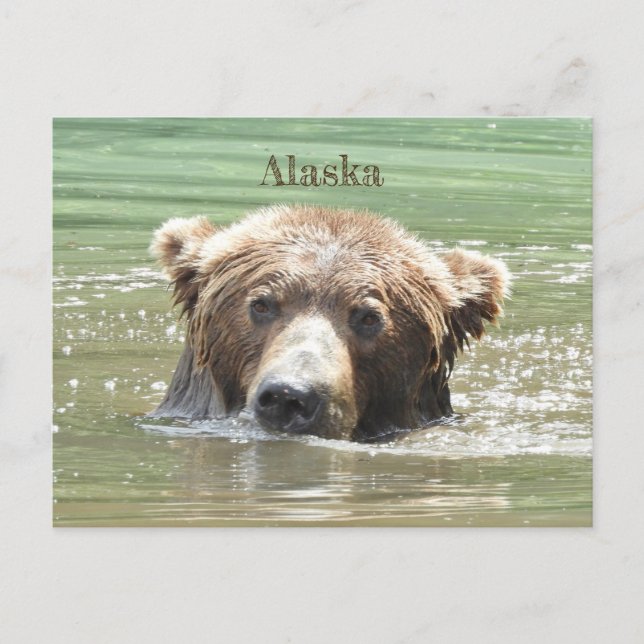 Postal de Alaska de oso pardo (Anverso)