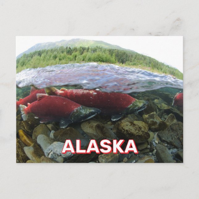 Postal de Alaska Sockeye Salmon (Anverso)