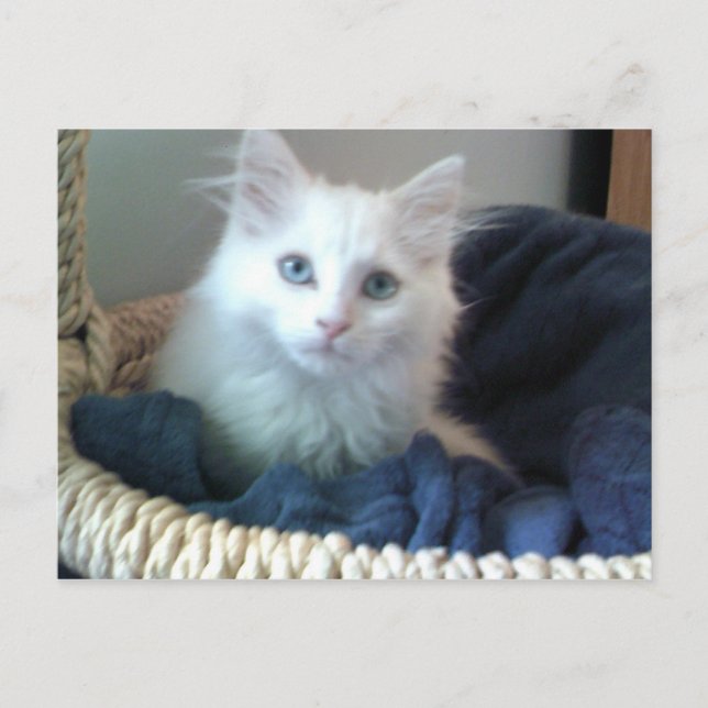 Postal de Albi sCariño kitty (Anverso)