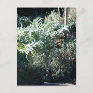 Postal de alcachofa y lavanda