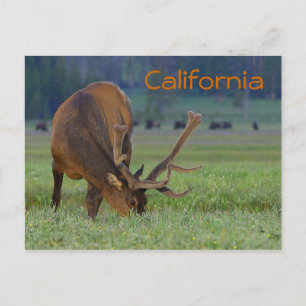 Postal de alce de California